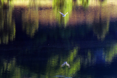 dinara-srecko-vukov-39