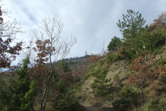 DSCF0919
