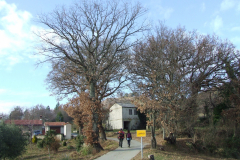 DSCF1009