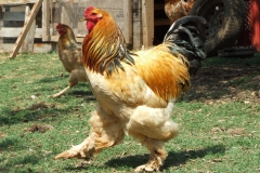 DSCF2188