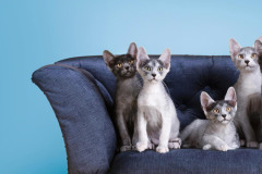 ekipa-gordana-popovic-pet-allmighty-photography