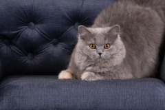 siva-maca-gordana-popovic-photo