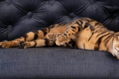 zgodna-maca-gordana-popovic-pet-allmighty-photography