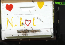 Sačuvajmo medonosno bilje i pomozimo pčelama VIDEO