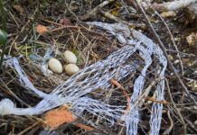 Popisana gnijezdeća populacija morskih vranaca na 11 nenastanjenih otoka