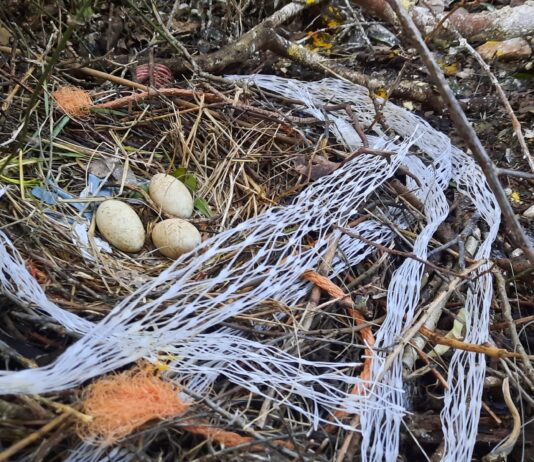 Popisana gnijezdeća populacija morskih vranaca na 11 nenastanjenih otoka