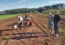 Institut za poljoprivredu i turizam iz Poreča traži rješenje za kominu maslina